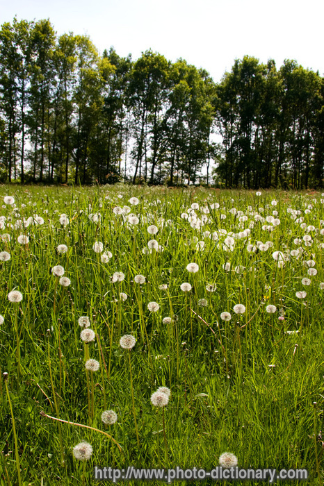 meadow - photo/picture definition - meadow word and phrase image