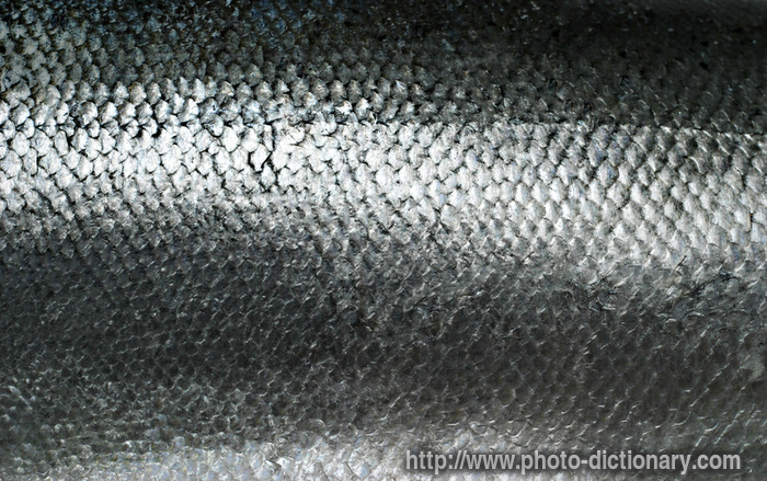 fish scales - photo/picture definition - fish scales word and phrase image