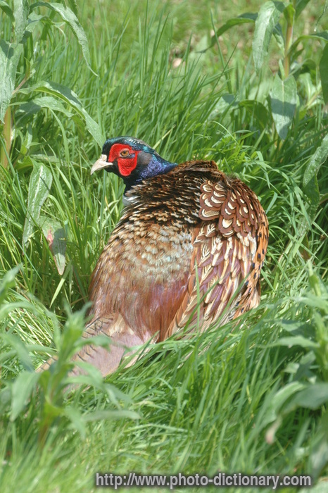 pheasant - photo/picture definition - pheasant word and phrase image