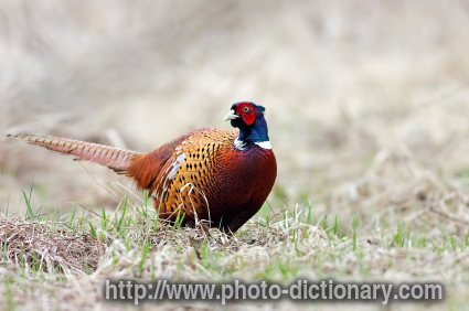 pheasant - photo/picture definition - pheasant word and phrase image