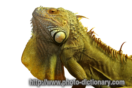 Iguana - photo/picture definition - Iguana word and phrase image