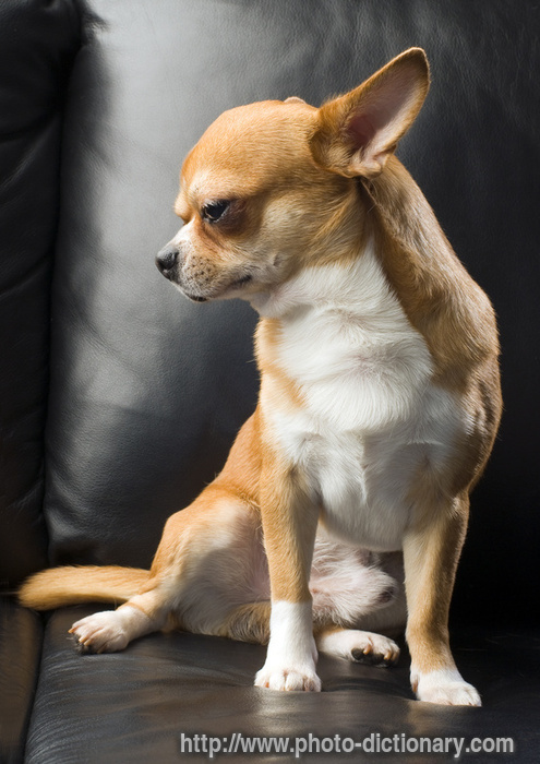 chihuahua - photo/picture definition - chihuahua word and phrase image