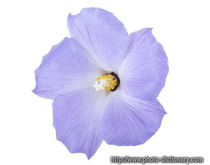 hibiscus - photo/picture definition - hibiscus word and phrase image