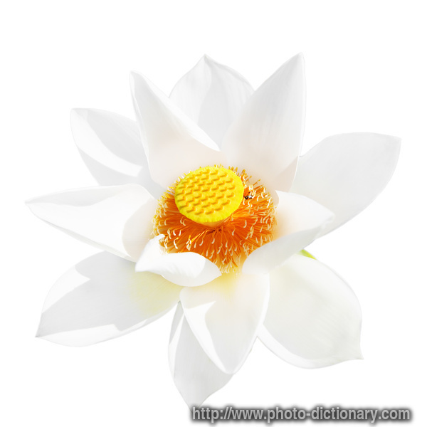 lotus - photo/picture definition - lotus word and phrase image
