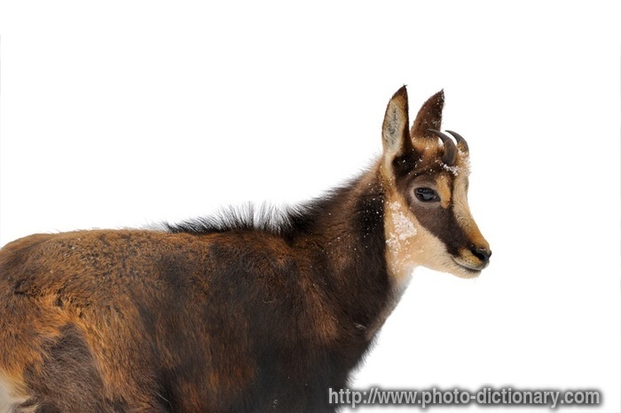 chamois - photo/picture definition - chamois word and phrase image