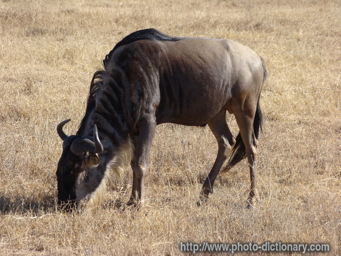 wildebeest - photo/picture definition - wildebeest word and phrase image