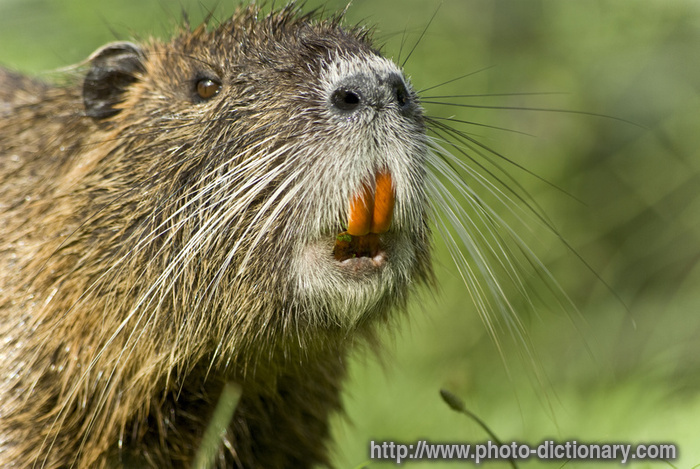 coypu - photo/picture definition - coypu word and phrase image