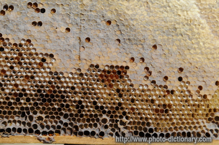 honeycombs - photo/picture definition - honeycombs word and phrase image