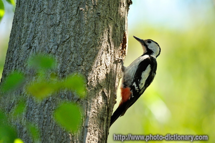 Woodpecker - photo/picture definition - Woodpecker word and phrase image