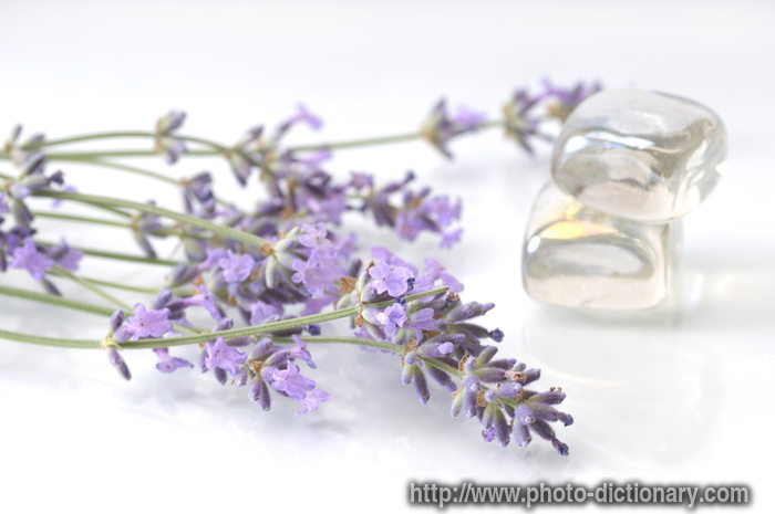 lavender - photo/picture definition - lavender word and phrase image