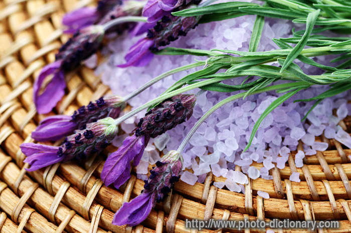lavender - photo/picture definition - lavender word and phrase image