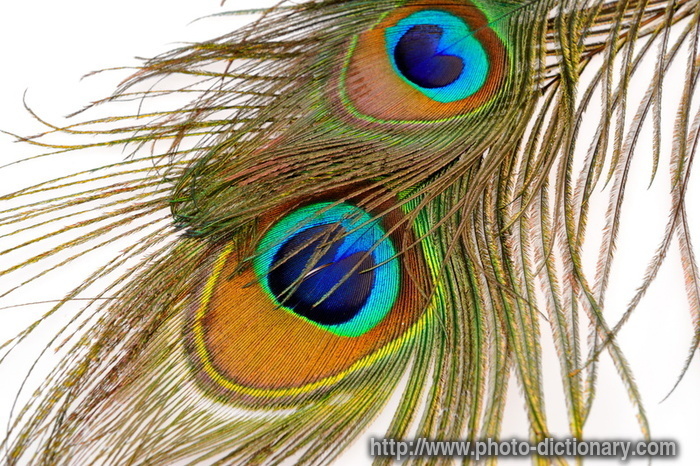 peacock feather - photo/picture definition - peacock feather word and phrase image