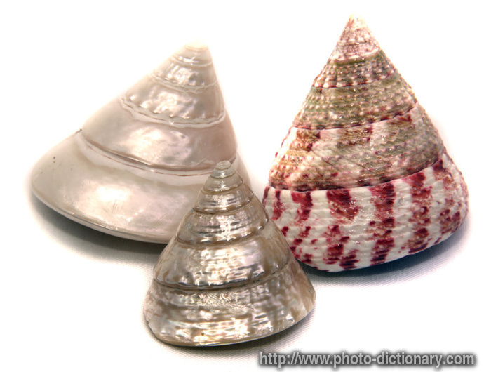 mollusk shell - photo/picture definition - mollusk shell word and phrase image