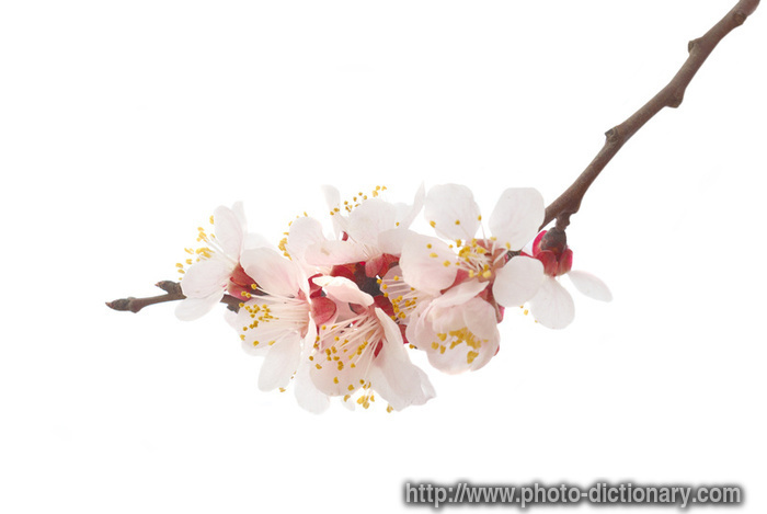 almond tree flower - photo/picture definition - almond tree flower word and phrase image
