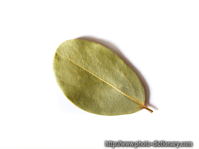 bay leaf - photo/picture definition - bay leaf word and phrase image