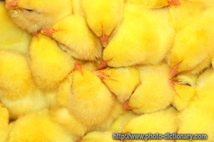 chickens - photo/picture definition - chickens word and phrase image