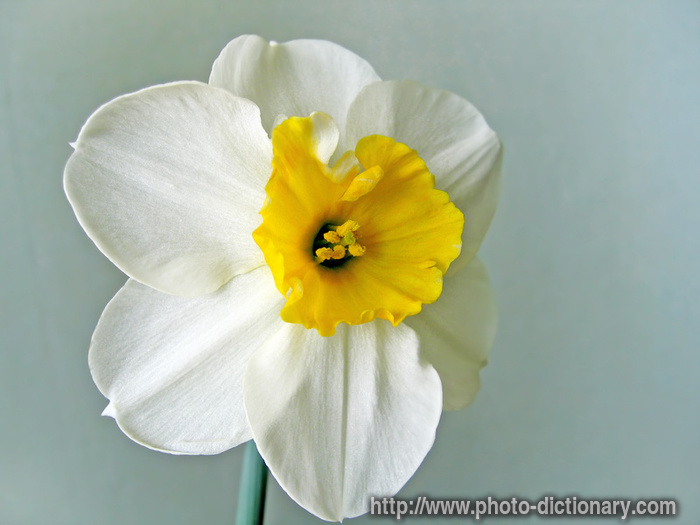 narcissus - photo/picture definition - narcissus word and phrase image