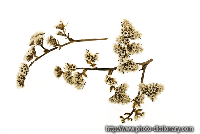 herbarium - photo/picture definition - herbarium word and phrase image