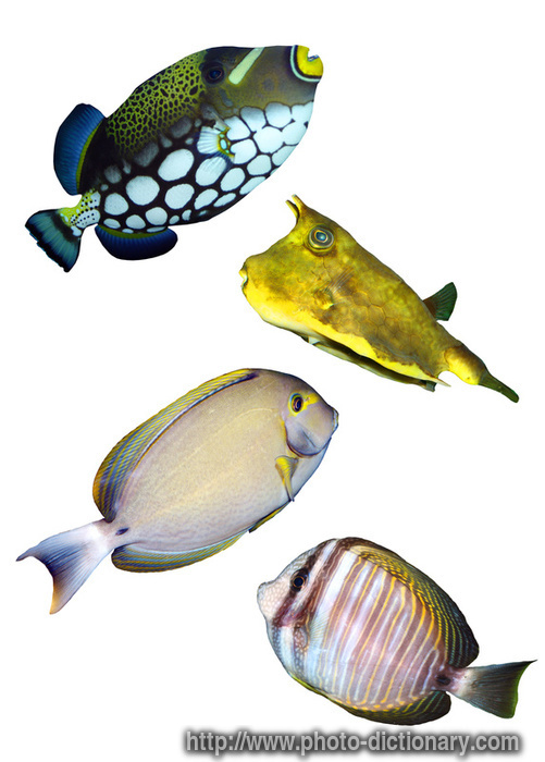 tropical reef fish - photo/picture definition - tropical reef fish word and phrase image