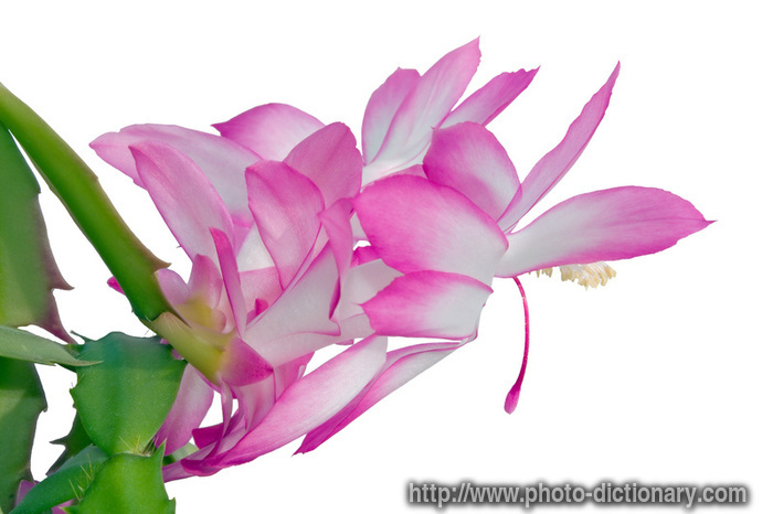 schlumbergera flowers - photo/picture definition - schlumbergera flowers word and phrase image