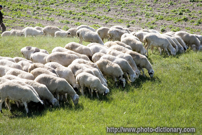 sheep - photo/picture definition - sheep word and phrase image