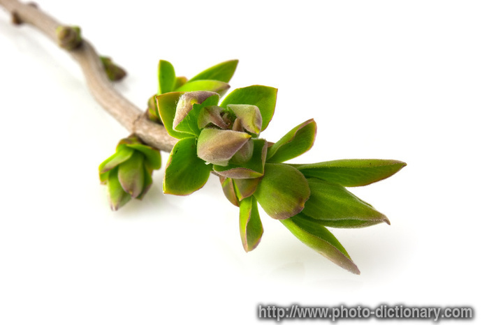 spring buds - photo/picture definition - spring buds word and phrase image