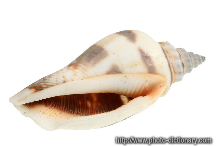 sea conch - photo/picture definition - sea conch word and phrase image