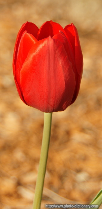 tulip - photo/picture definition - tulip word and phrase image