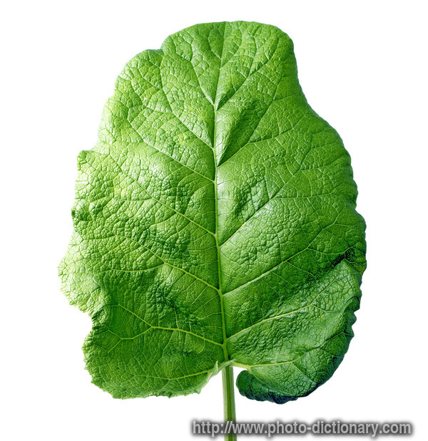 burdock leaf - photo/picture definition - burdock leaf word and phrase image