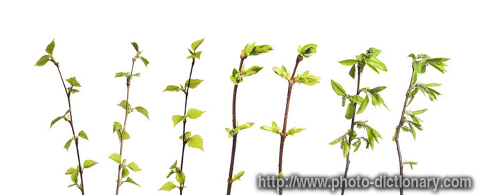 branches - photo/picture definition - branches word and phrase image
