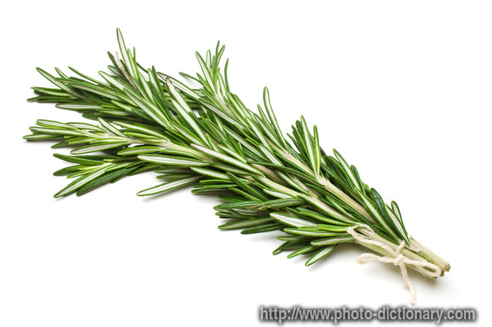 rosemary - photo/picture definition - rosemary word and phrase image