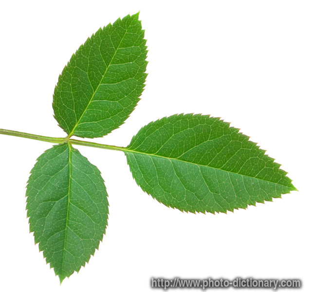 rose leaves - photo/picture definition - rose leaves word and phrase image