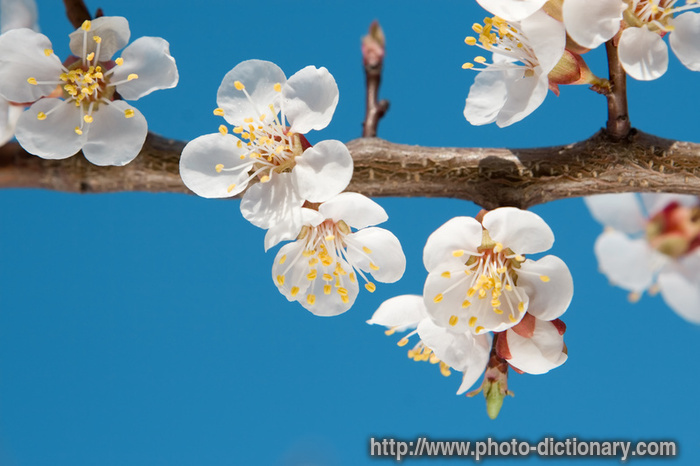 spring beauty - photo/picture definition - spring beauty word and phrase image