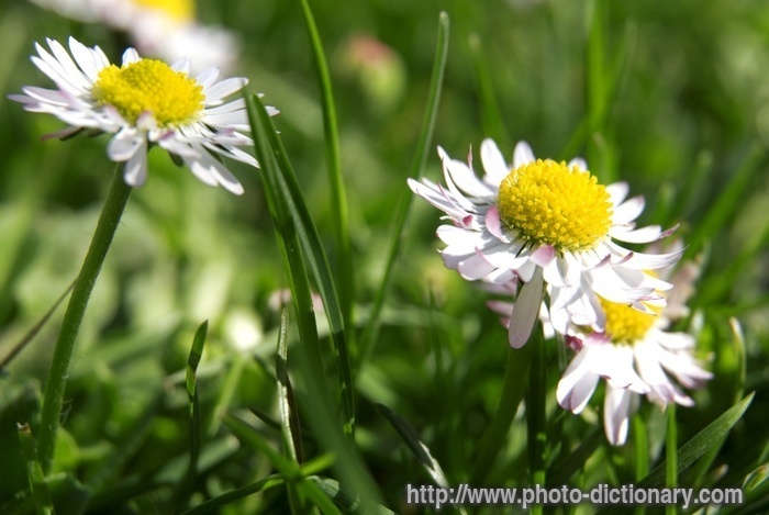 daisies - photo/picture definition - daisies word and phrase image