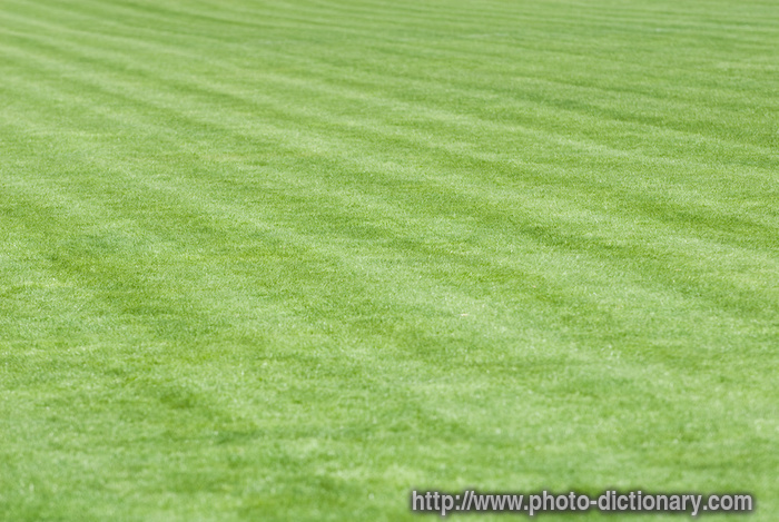 stadium field - photo/picture definition - stadium field word and phrase image