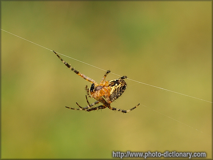 spider - photo/picture definition - spider word and phrase image