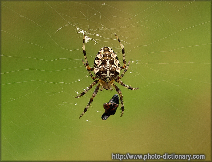 spider - photo/picture definition - spider word and phrase image