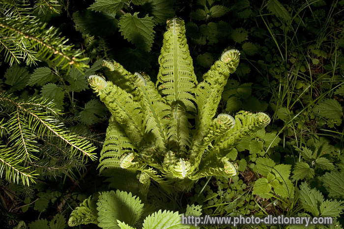 fern - photo/picture definition at Photo Dictionary - fern word and