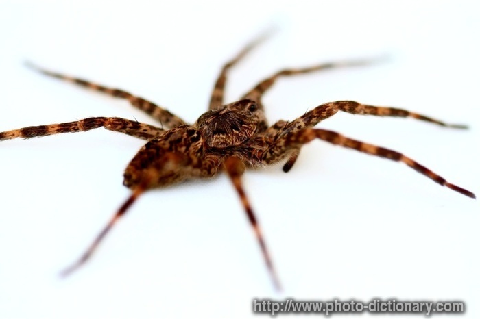 wolf spider - photo/picture definition - wolf spider word and phrase image