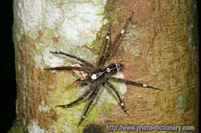 wolf spider - photo/picture definition - wolf spider word and phrase image