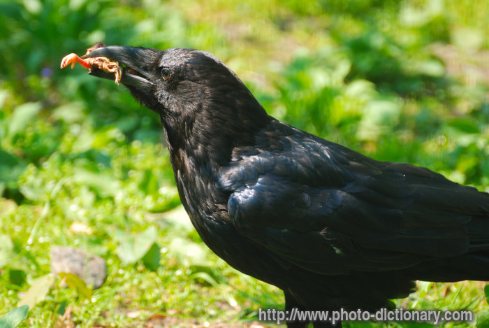 crow - photo/picture definition - crow word and phrase image