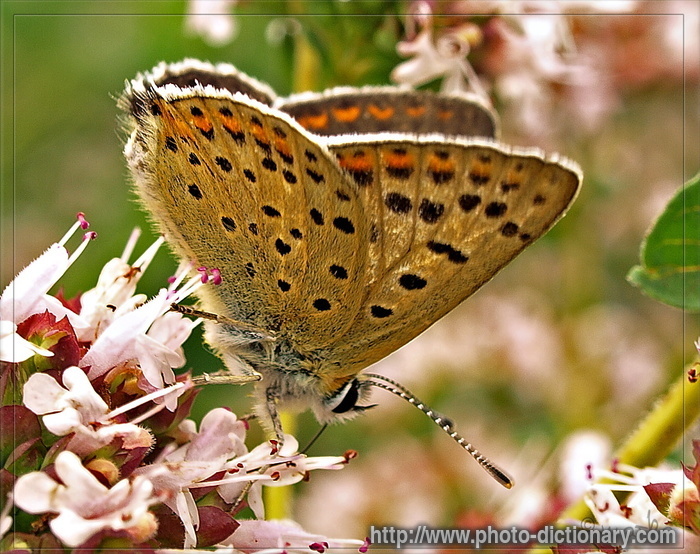 butterfly - photo/picture definition - butterfly word and phrase image