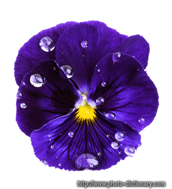 viola flower - photo/picture definition - viola flower word and phrase image