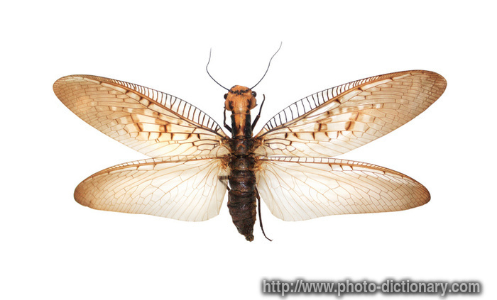 flying insect - photo/picture definition - flying insect word and phrase image
