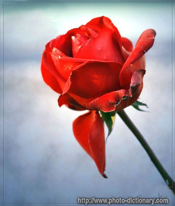 rose photo picture definition rose word and phrase image