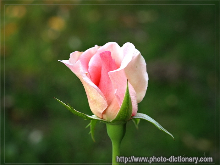 rose - photo/picture definition - rose word and phrase image