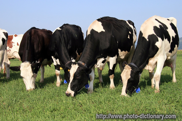 herd - photo/picture definition - herd word and phrase image