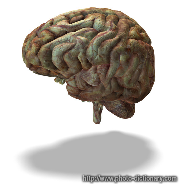 human brain - photo/picture definition - human brain word and phrase image