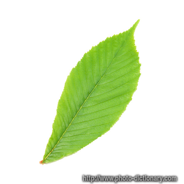 chestnut leaf - photo/picture definition - chestnut leaf word and phrase image