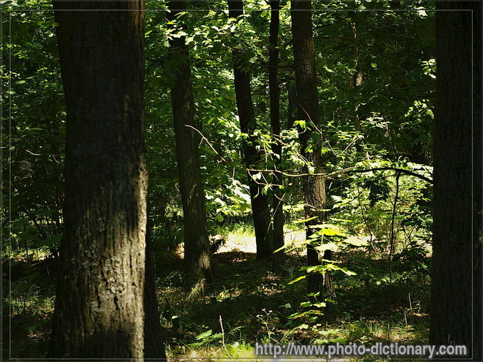 forest - photo/picture definition - forest word and phrase image